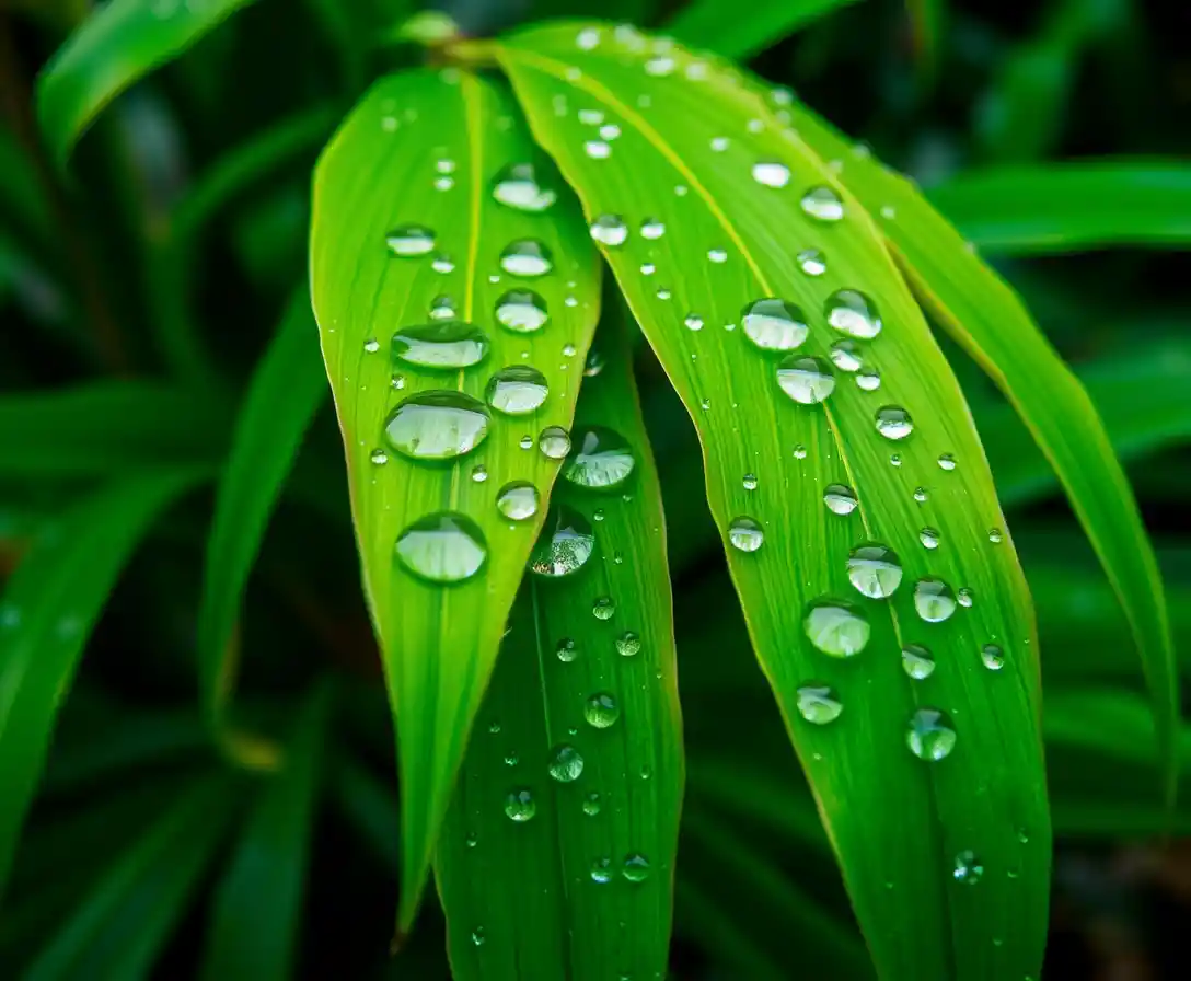 Water droplets on fresh green leaves in soft garden light