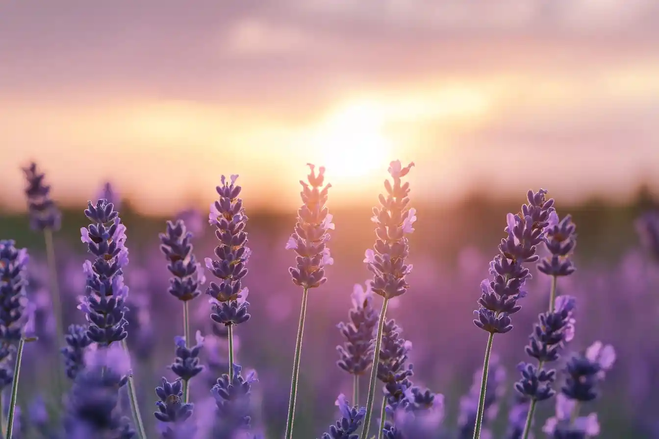 Campo di lavanda che brilla sotto un caldo cielo al tramonto