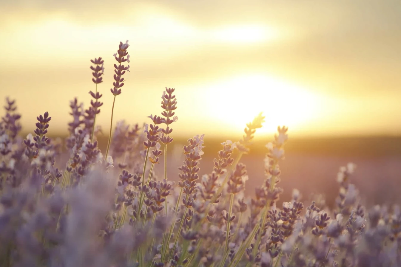 Campo di lavanda che ondeggia dolcemente sotto il caldo sole al tramonto