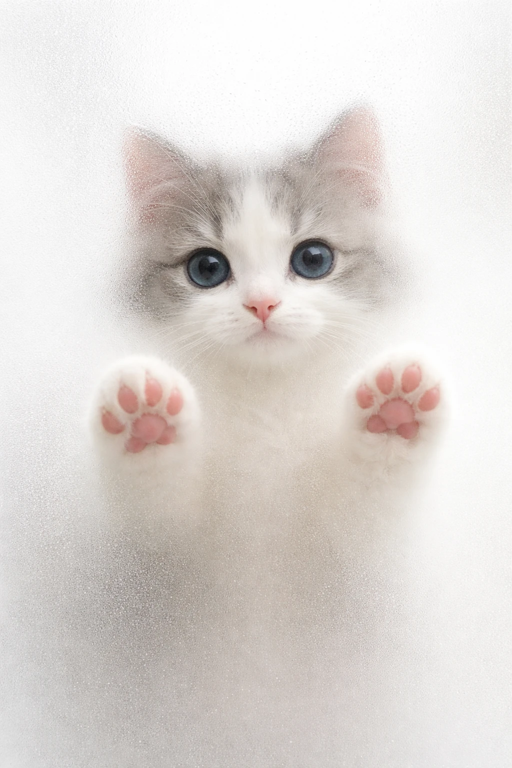 Cute blue eyed cat face behind frosted glass window