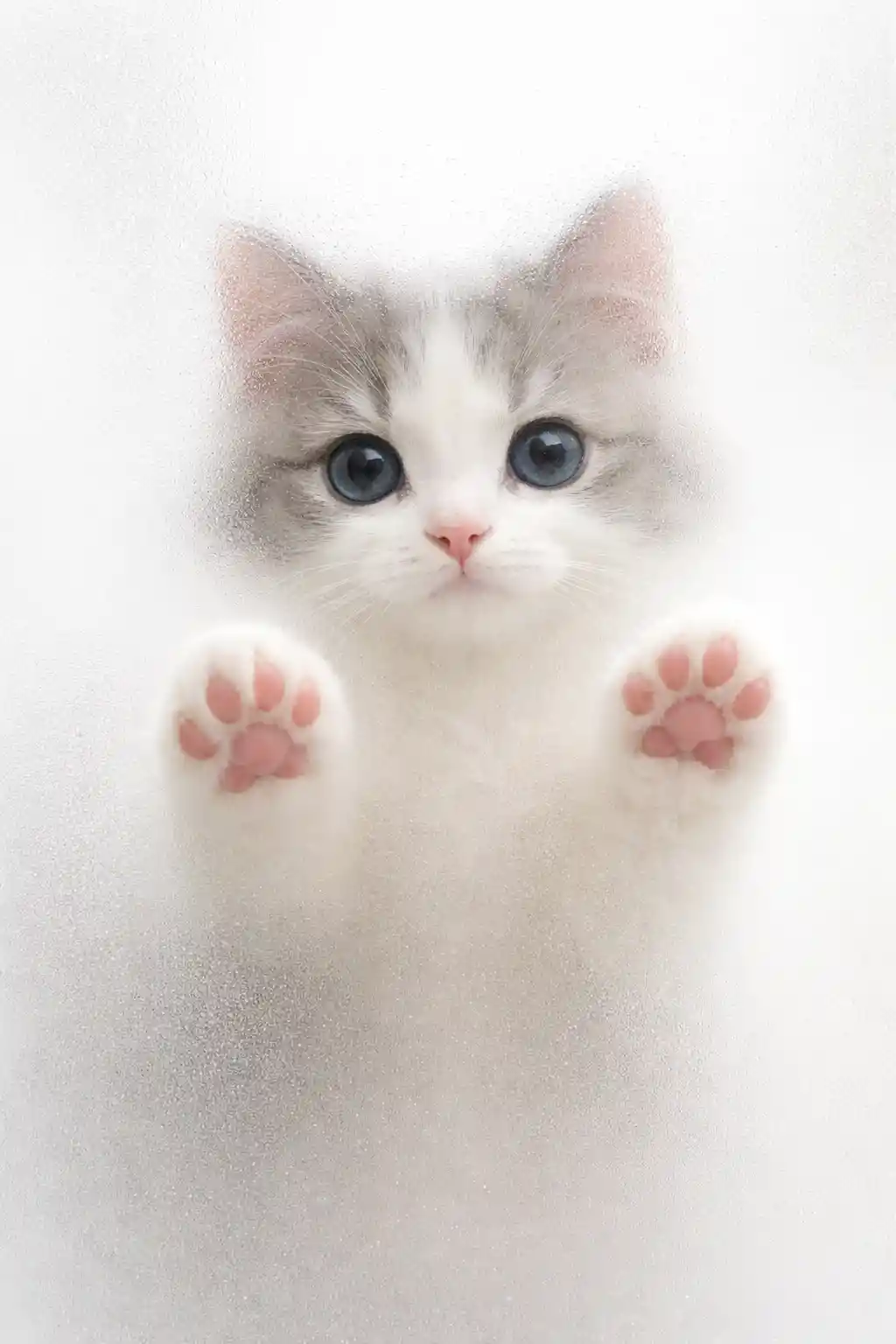 Cute blue eyed cat face behind frosted glass window