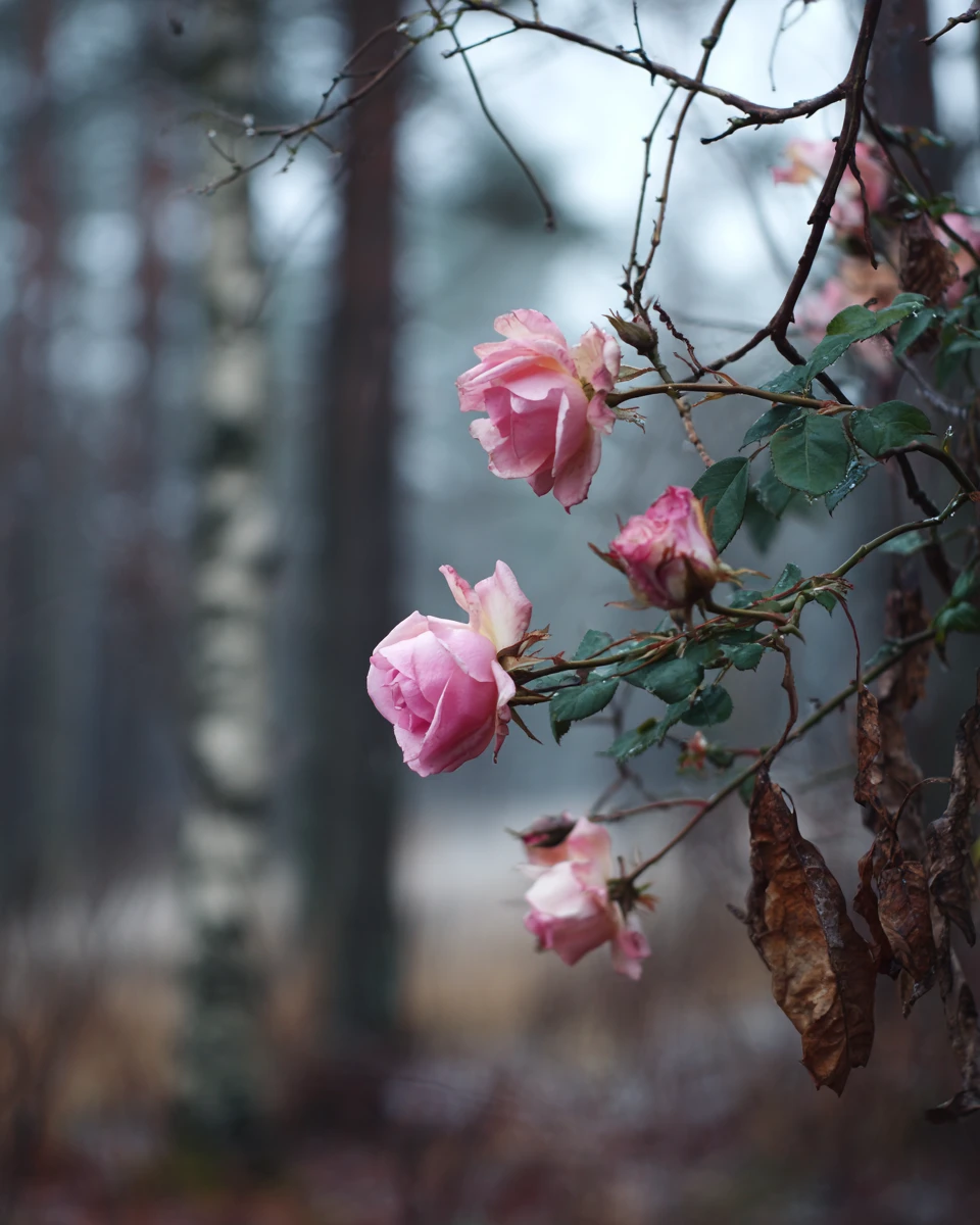 Rosas cor‑de‑rosa de inverno florescendo em um jardim silencioso