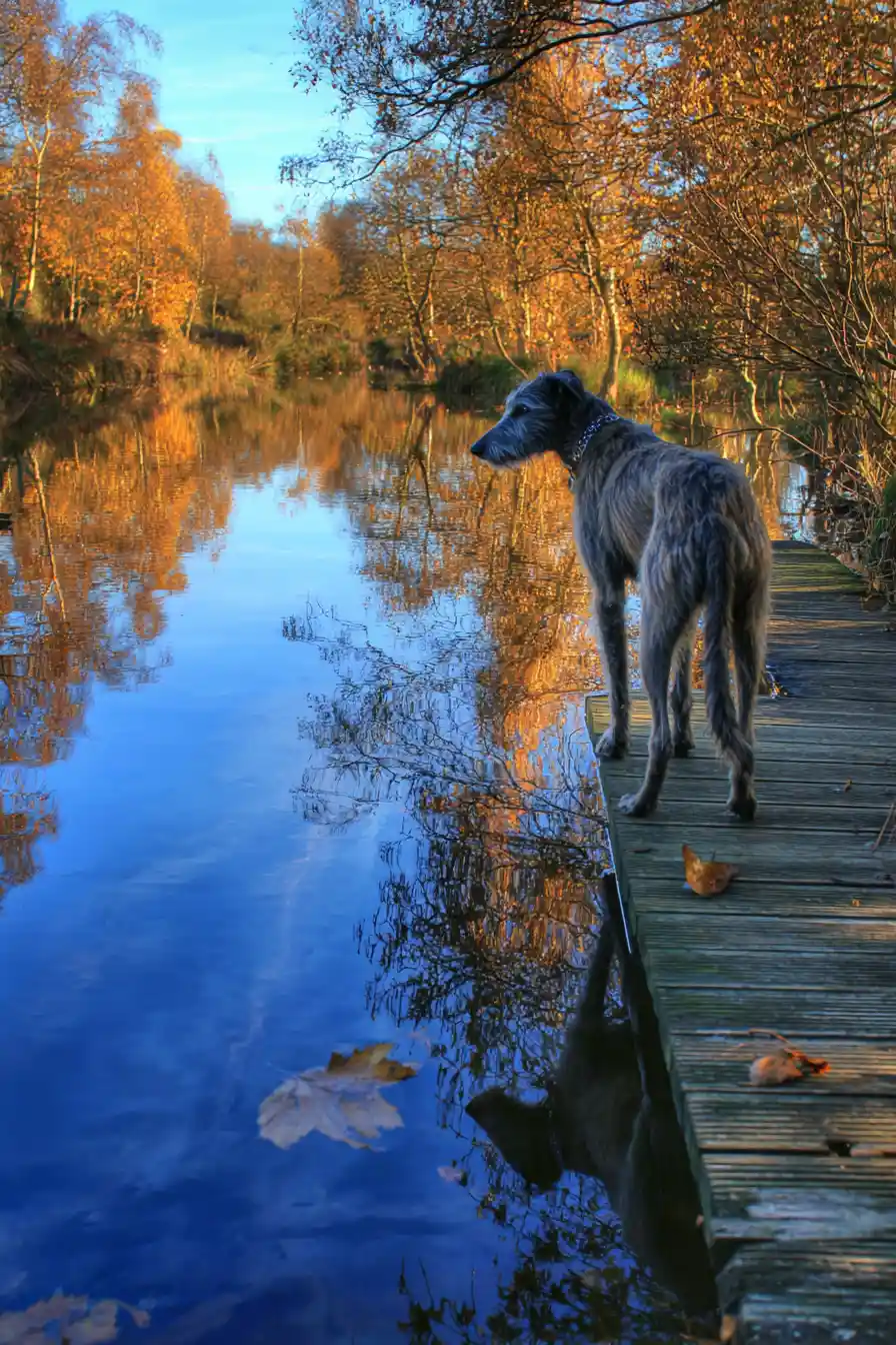 Wolfhound observando seu reflexo de uma ponte de madeira em decomposição