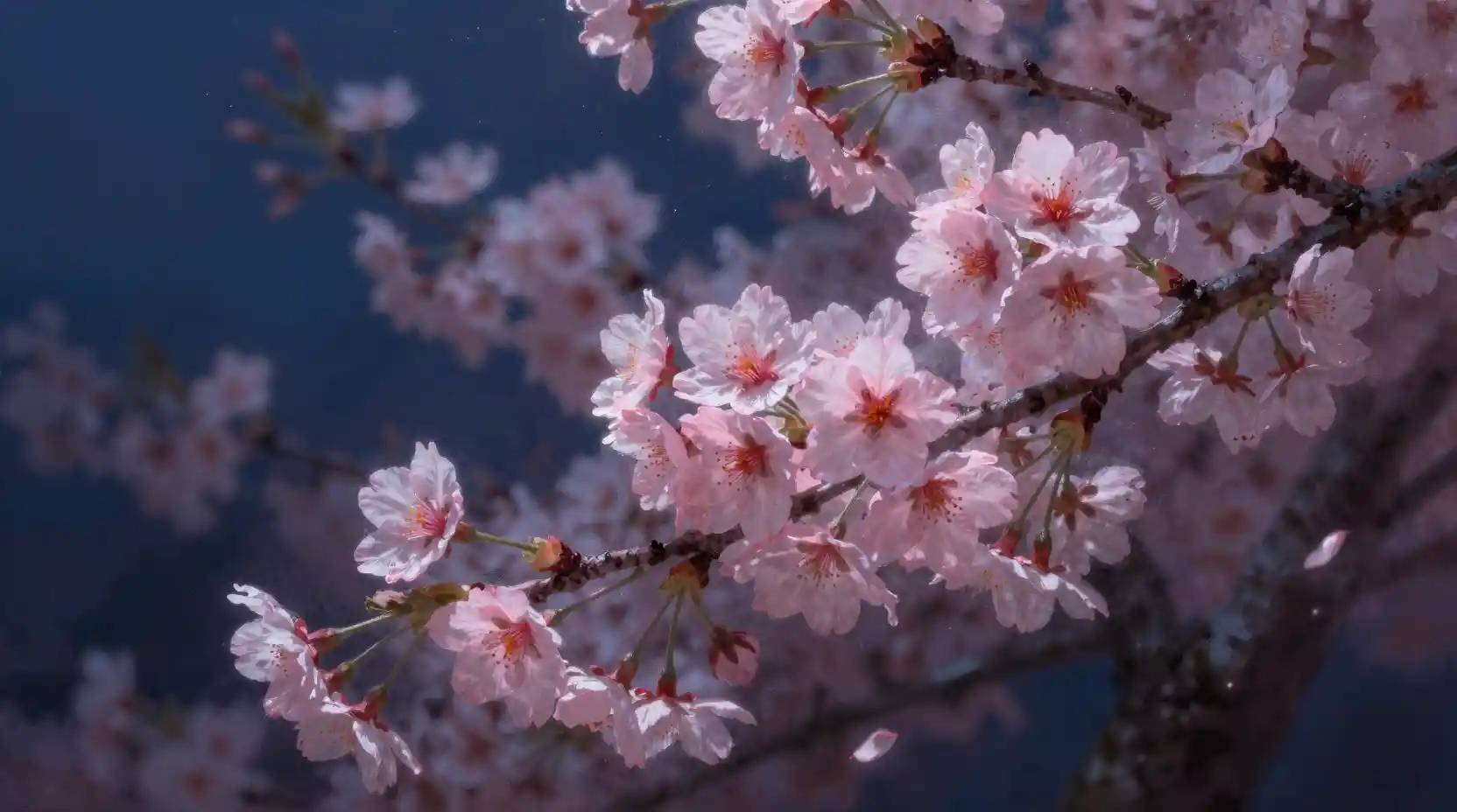 Cerezos en flor bajo un profundo cielo nocturno estrellado