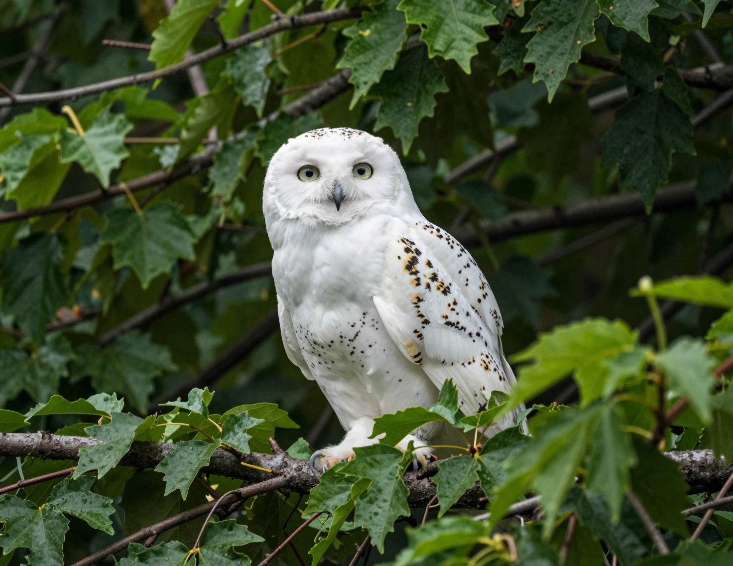 Chouette blanche perchée dans un feuillage vert luxuriant en plongée oblique