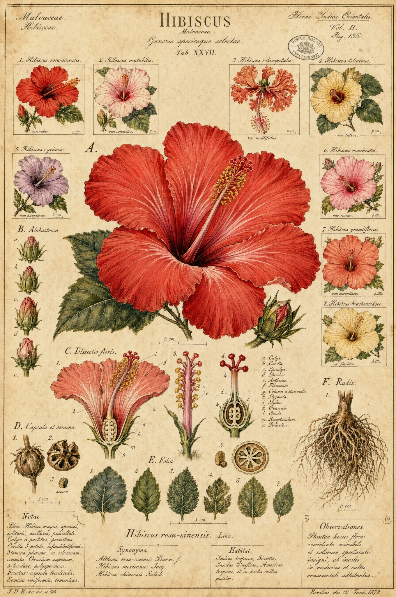 Farbenfrohe wissenschaftliche botanische Illustration einer Hibiskusblüte