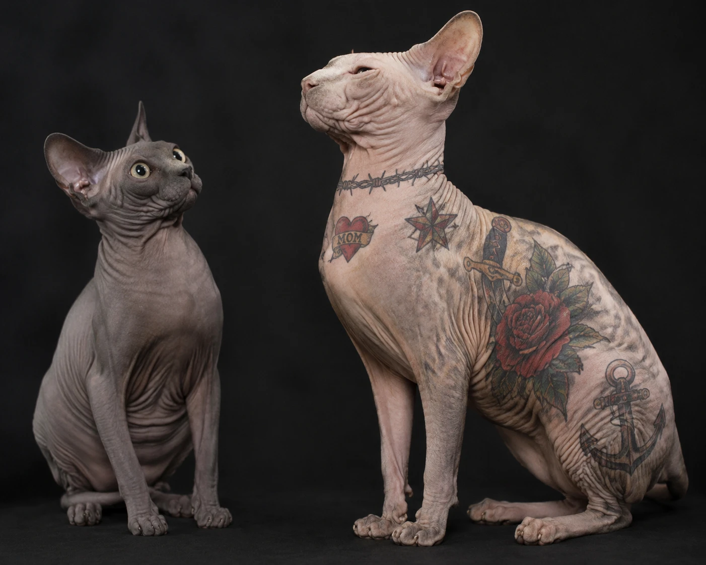 Gatos sphynx sem pelos com tatuagens tradicionais marcantes
