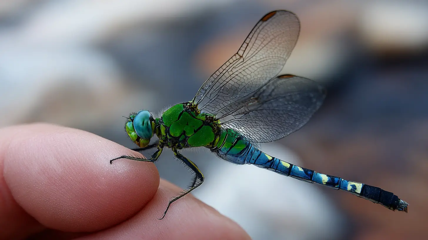 Gros plan macro d’une libellule sur un doigt humain