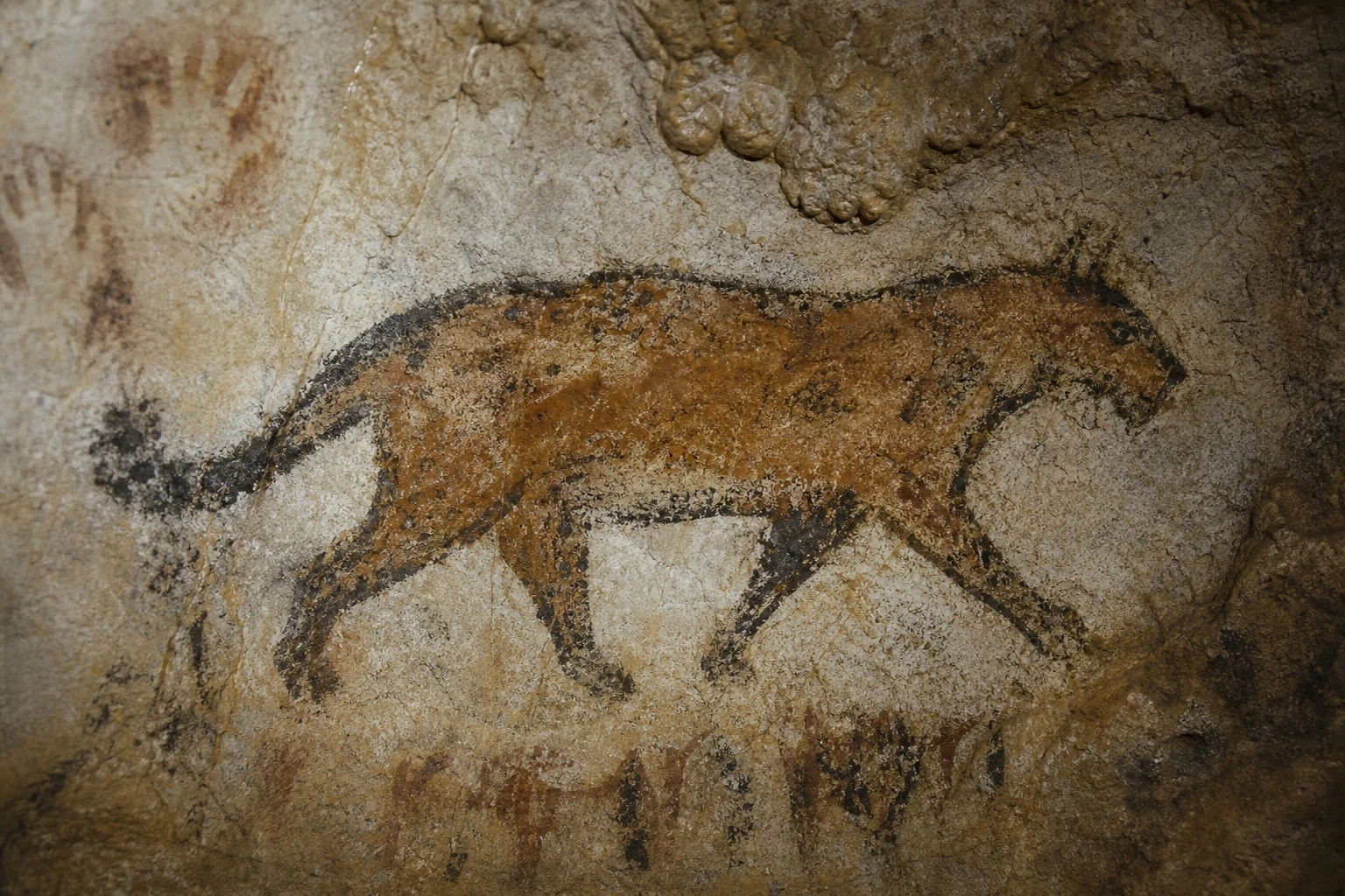 Pintura rupestre pré-histórica de um gato selvagem em parede de calcário