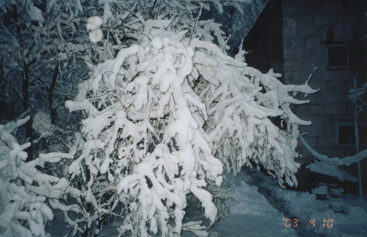 Árvore coberta de neve diante de um rústico prédio de pedra no inverno