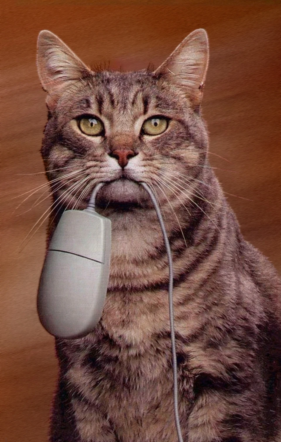 Retrato de gato atigrado con un ratón de computadora en la boca
