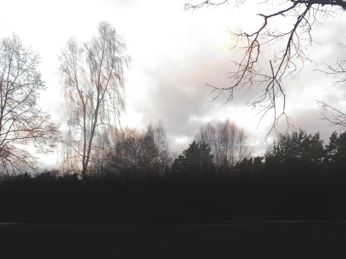 やわらかな朝焼け雲に映える静かな森のシルエット