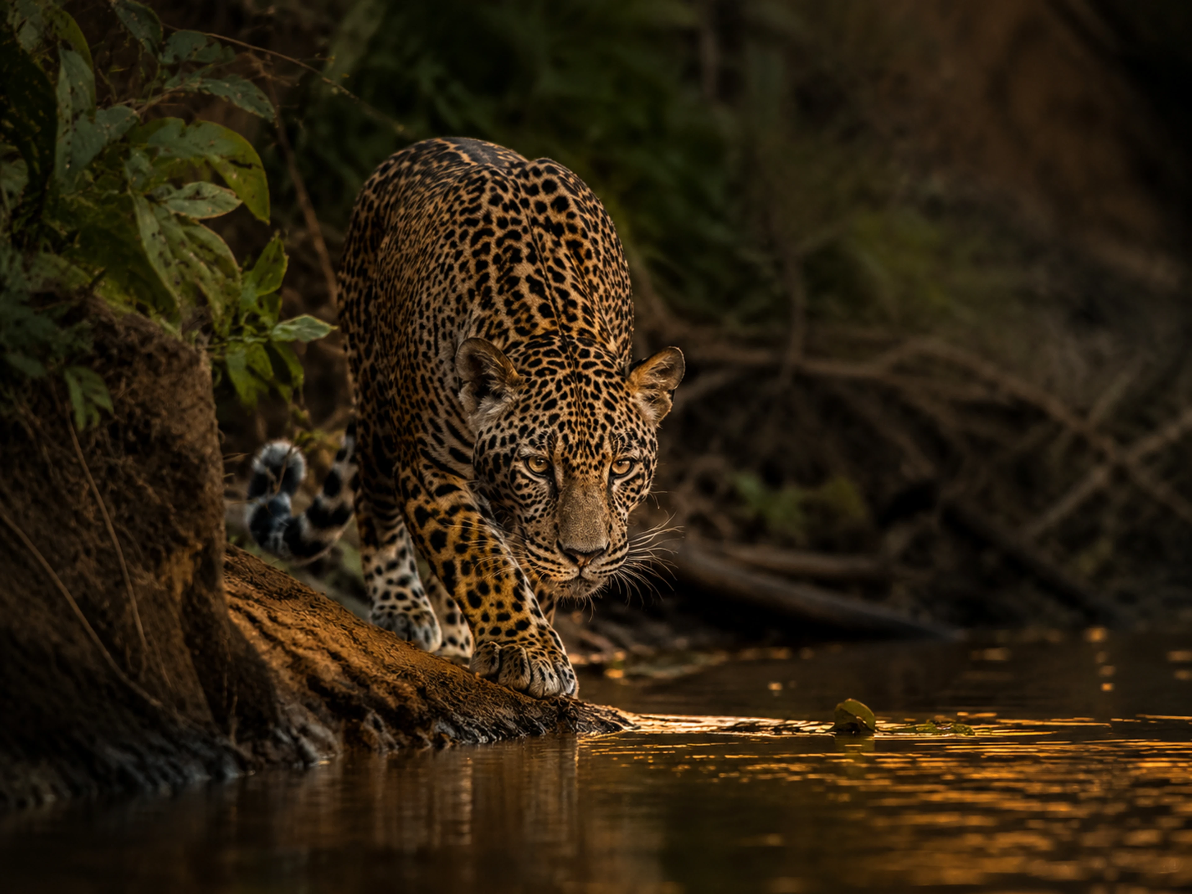 Leopardo che avanza lungo un fiume nella giungla al crepuscolo