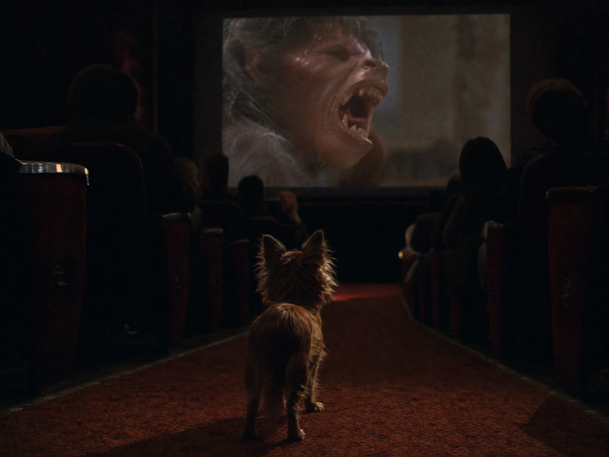 暗い映画館でホラーシーンを見つめるふわふわチワワ