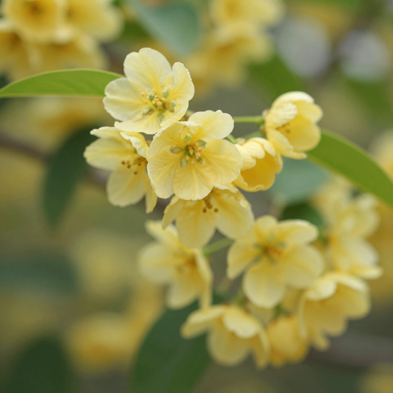 Close-up de flores amarelas em suave luz natural ao ar livre