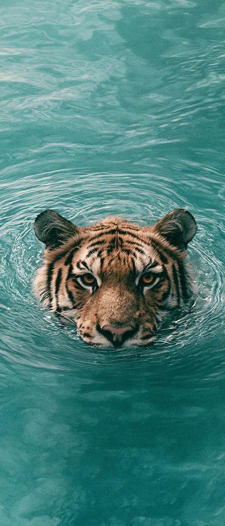 Tigerkopf, der aus der ruhigen türkisfarbenen Seefläche auftaucht