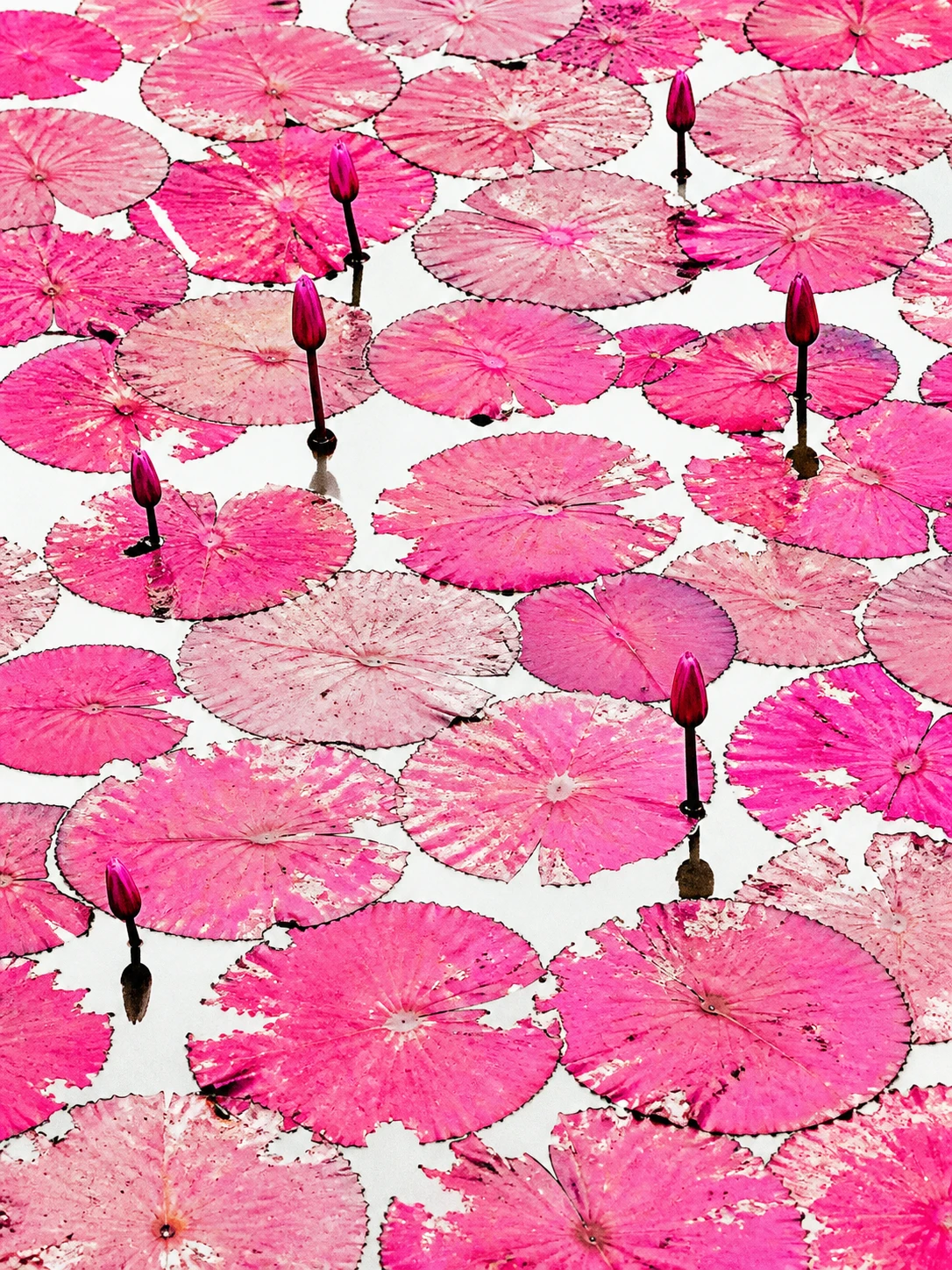 Lírios‑d’água rosas vistos de cima cobrindo a superfície branca do lago