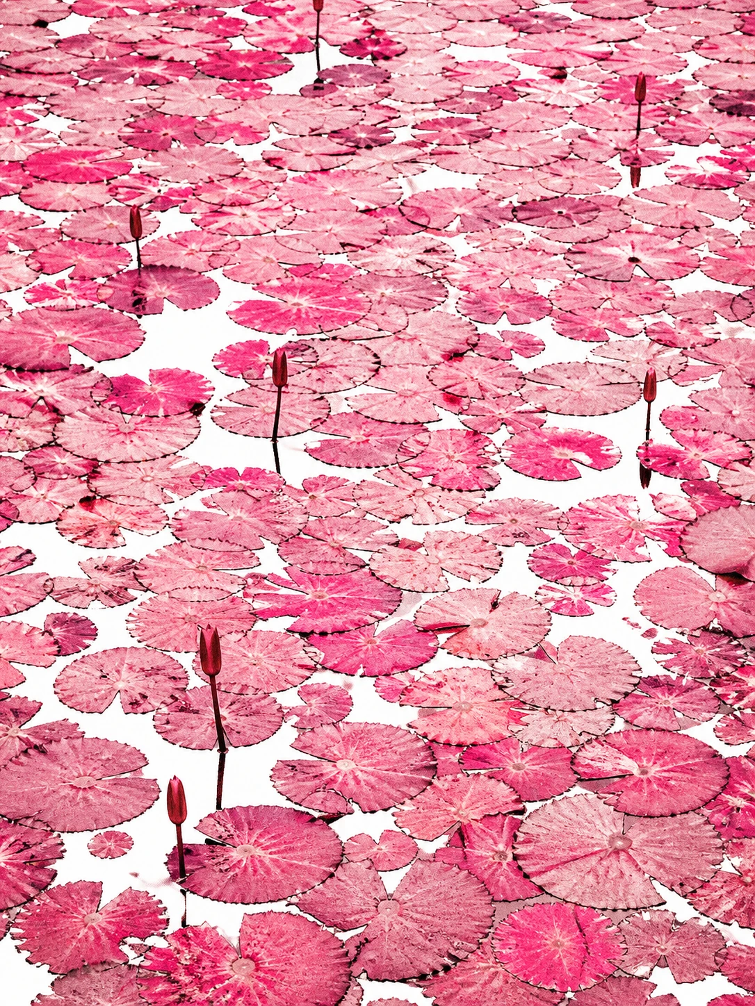 Vista aérea de folhas de lírios-d’água rosas sobre a superfície branca de um lago