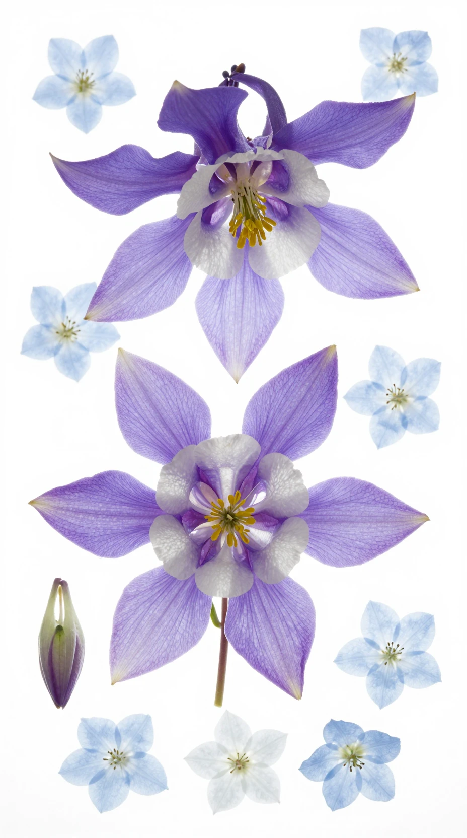 Backlit columbine flowers in airy botanical flat lay