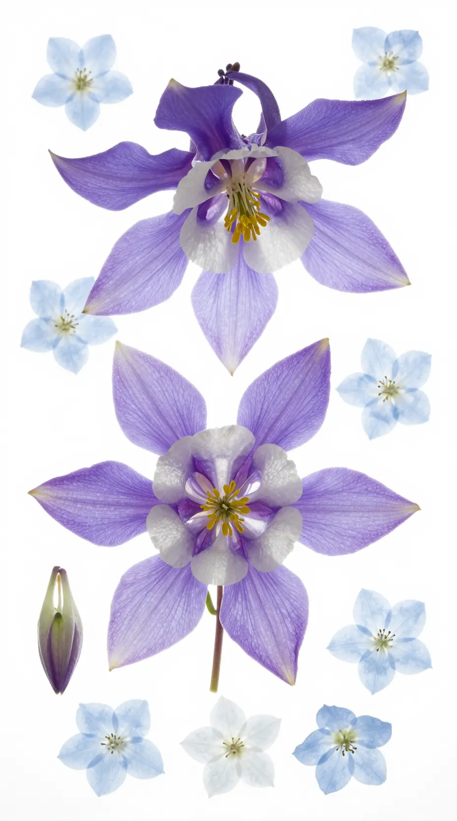 Flores de aquilégia em contraluz em flat lay botânico arejado