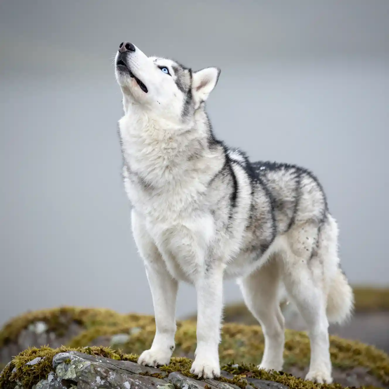 Husky siberiano uivando sobre rocha coberta de musgo ao ar livre
