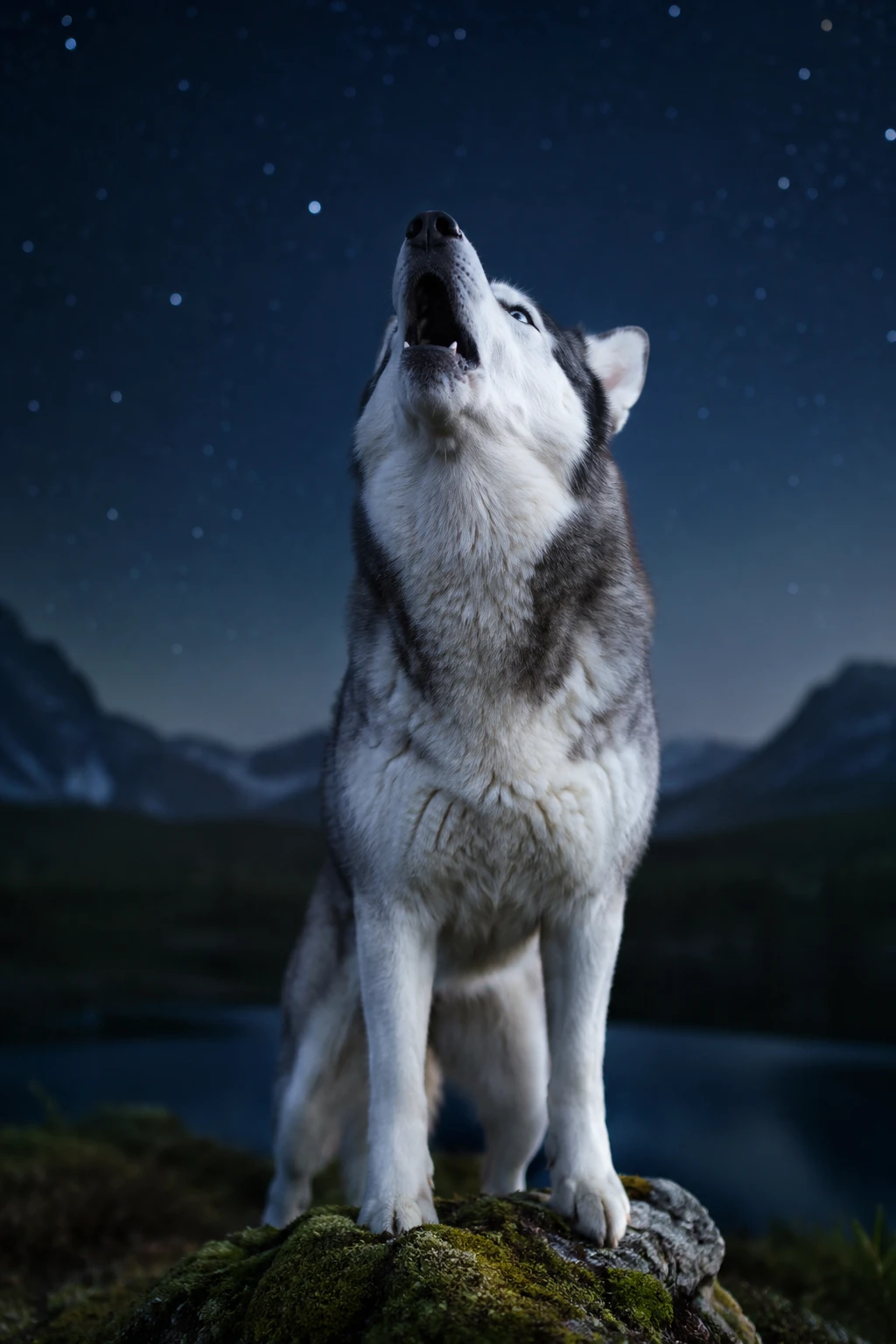 Husky siberiano uivando sobre rocha coberta de musgo sob céu noturno estrelado