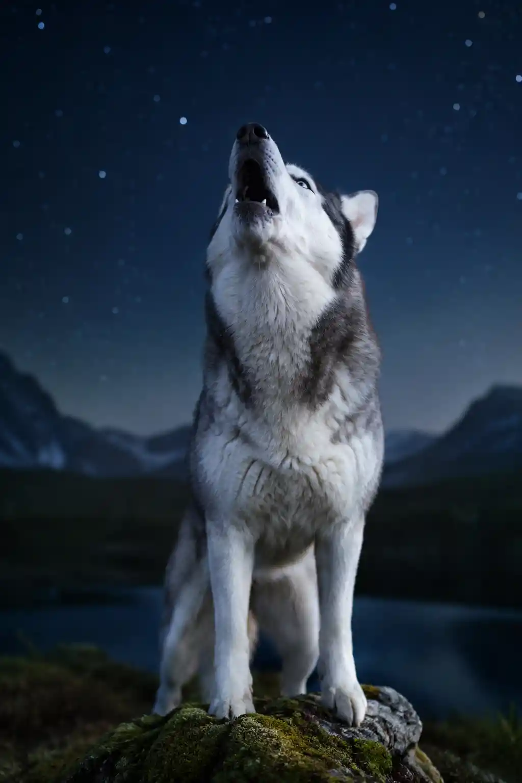 Husky siberiano uivando sobre rocha coberta de musgo sob céu noturno estrelado