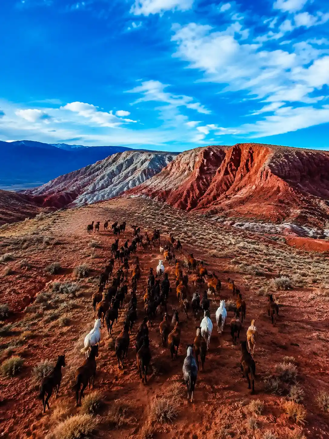 Manada de caballos vista desde el aire cruzando terreno montañoso rojo y escarpado