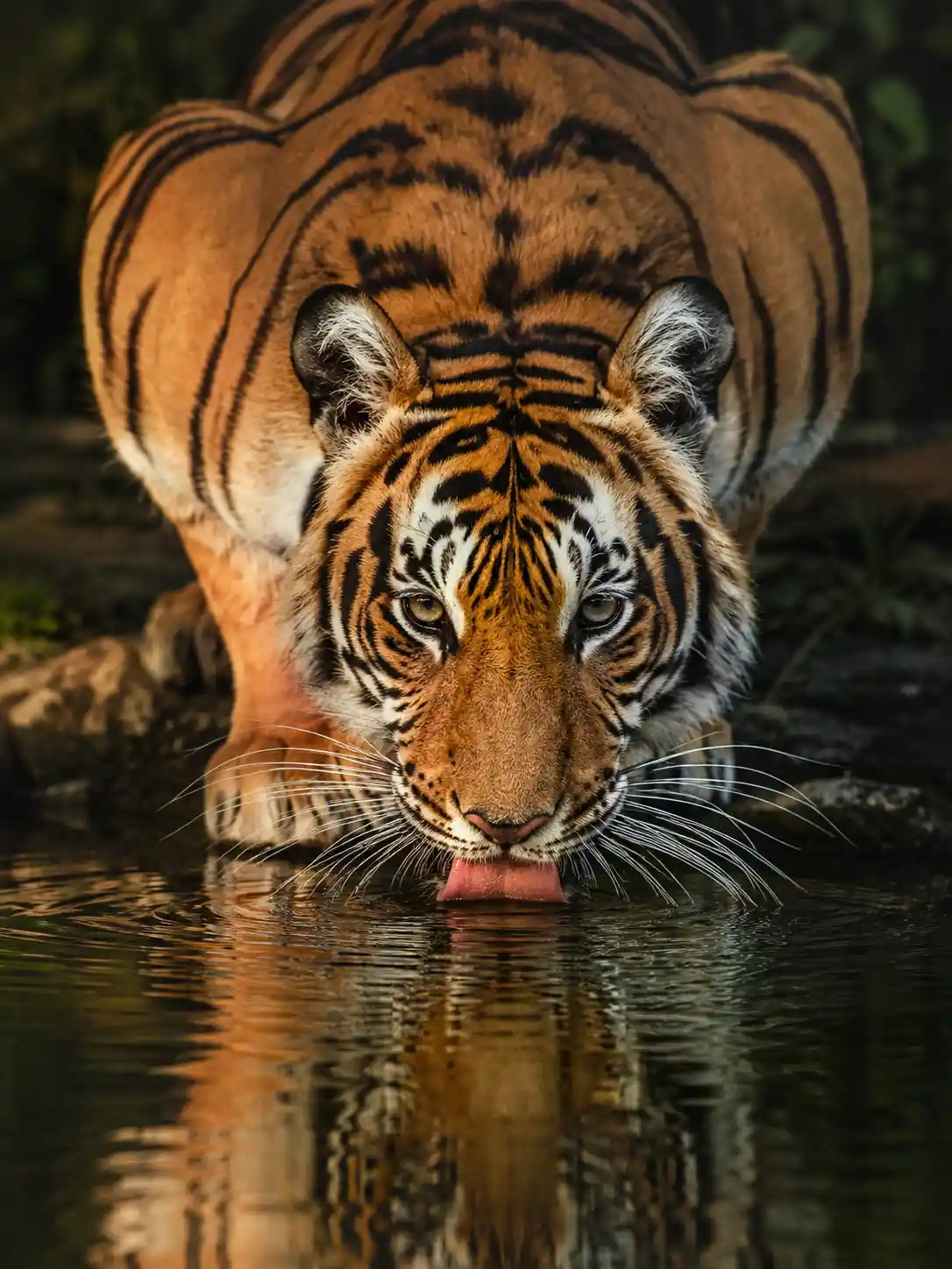 Close up tiger drinking from a tranquil forest lake