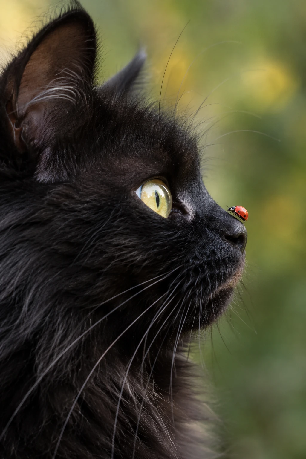 Gato preto peludo em perfil com um minúsculo joaninha no nariz