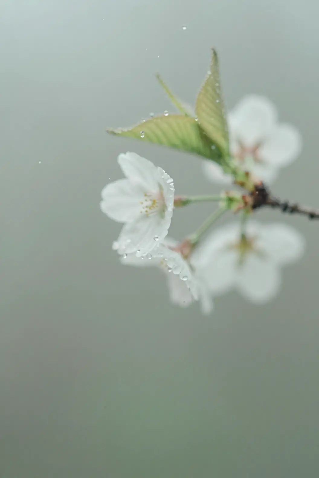 Une fleur de cerisier derrière une vitre dépolie constellée de gouttes d’eau