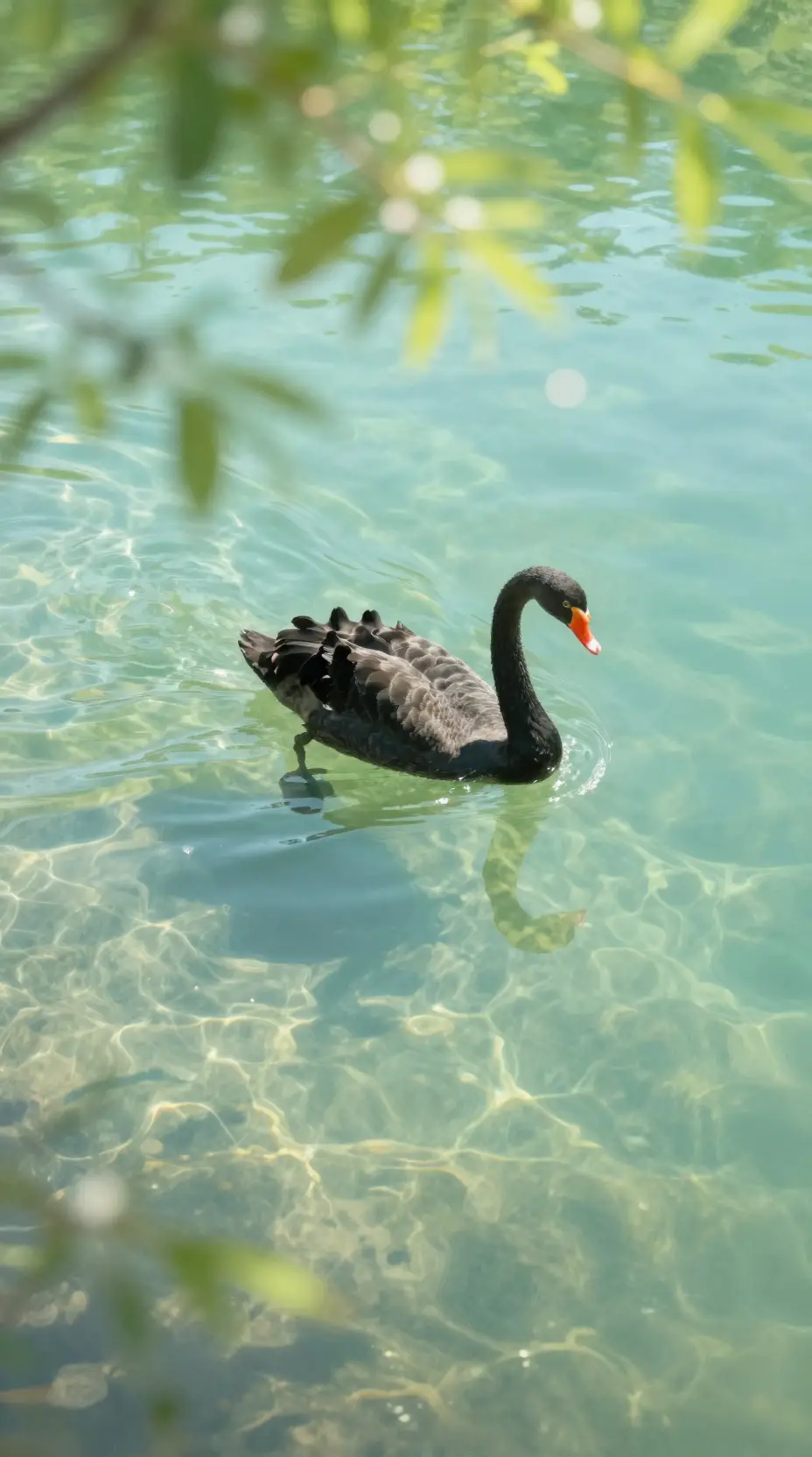 A Black Swan Glides Across a Clear Turquoise Lake