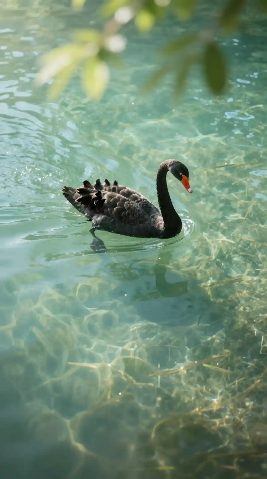 Un cygne noir glisse sur un lac turquoise limpide, sous des feuilles baignées de soleil